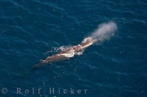 Photo: 
Whale Watching Flight Kaikoura NZ