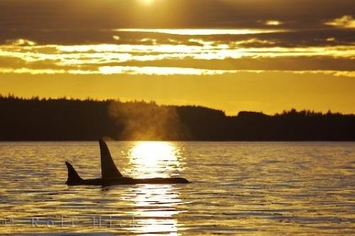 Photo of an ocean sunset and a pair of Killer Whales off Northern Vancouver Island, BC while on a whale watching trip. Photo: 
Whale Watching Ocean Sunset Northern Vancouver Island