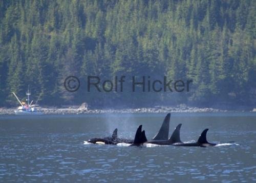 Photo: 
Whale Watching Port Hardy