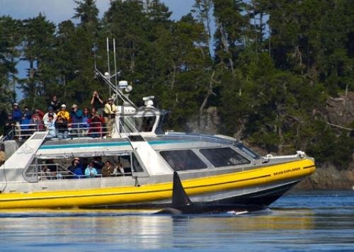 Photo: 
Whale Watching Tour Boat