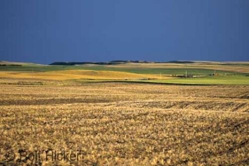 Photo: 
Wheat Field