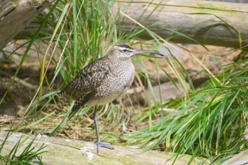 Photo: 
Picture of a Whimbrel Bird