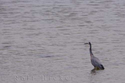 Photo: 
White Faced Heron South Island