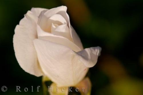 Photo: 
White Rose Picture
