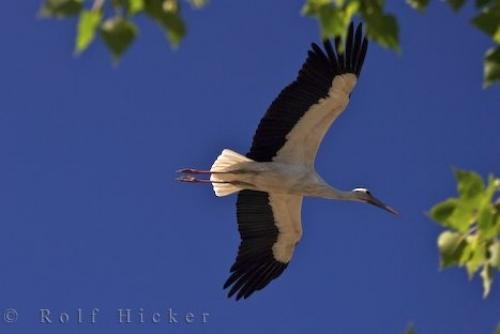 Photo: 
White Stork France
