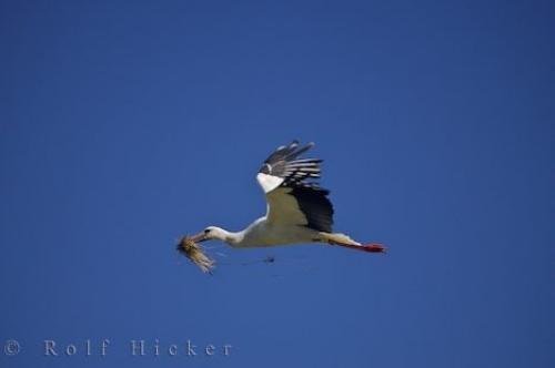 Photo: 
Flying White Stork Camargue France