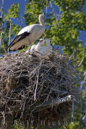 Photo: 
White Storks