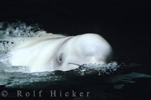 Photo: 
White Beluga Whale