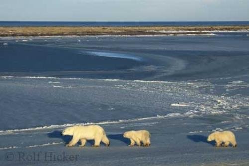 Photo: 
white polar bears