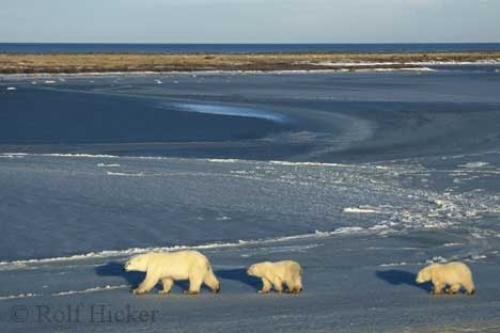Photo: 
white polar bears