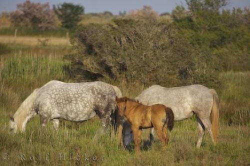 Photo: 
Wild Camargue Horses France