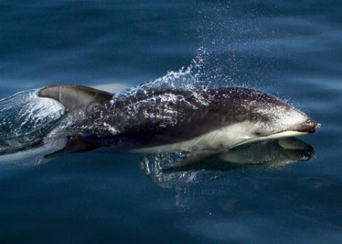 Photo: 
Wild Dolphins Pacific Vancouver Island