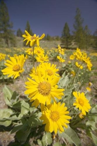 Photo: 
Wild Flowers Okanagan Valley