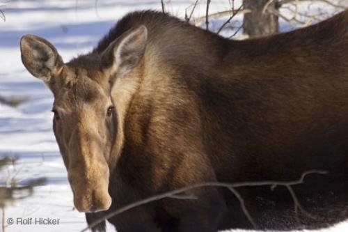 Photo: 
wild moose