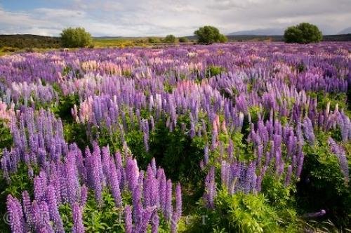 Photo: 
Lupin Wildflower Photo