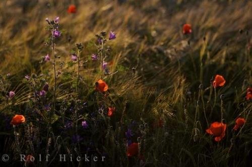 Photo: 
Wildflowers Picture Aragon Spain