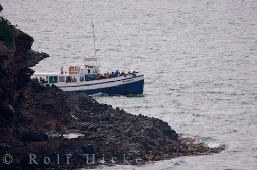 Photo of the boat at Taiaroa Head used by Monarch Wildlife Cruises near Dunedin, Otago on the South Island of New Zealand. Photo: 
Wildlife Cruises Dunedin