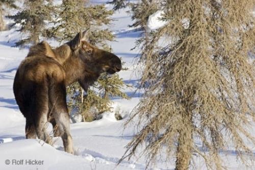 Photo: 
wildlife moose