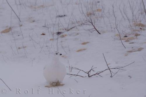 Photo: 
Willow Ptarmigan Bird Tundra Hudson Bay Churchill Manitoba