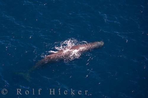 Photo: 
Wings Over Whales Kaikoura