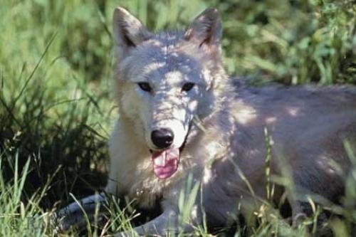 Photo: 
Arctic Wolf Pictures