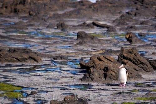 Photo of a Yellow-Eyed Penguin during his walk home through the Fossil Forest at Curio Bay on the South Island of New Zealand. Photo: 
Yellow Eyed Penguin Walk Curio Bay New Zealand