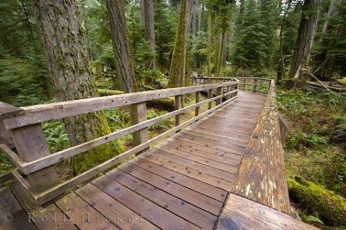 Photo: 
Cathedral Grove Boardwalk Vancouver Island