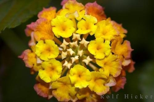 Photo: 
Lantana Tropical Plant