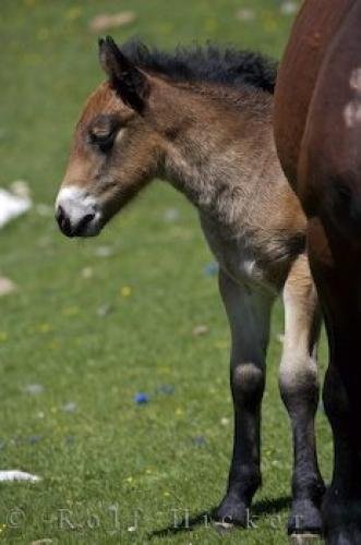 Photo: 
Young Horse Catalonia