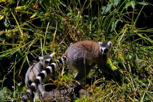 Photo: 
Zoo Picture