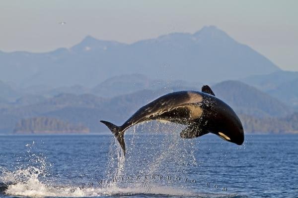 Photo: 
Spectacular breaching orca