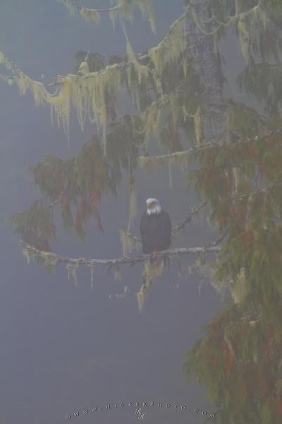 Photo: 
Surreal bald eagle in fog Great Bear Rainforest