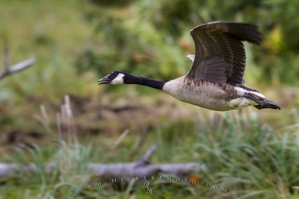 Photo: 
Canada Goose Flying