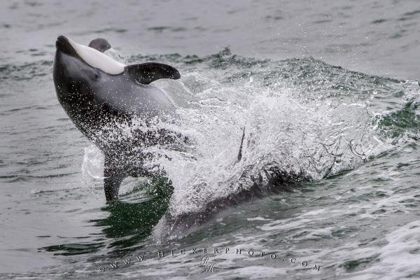 Photo: 
Acrobatic Pacific White Sided Dolphin