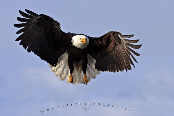 Photo: 
Bald Eagle Pics