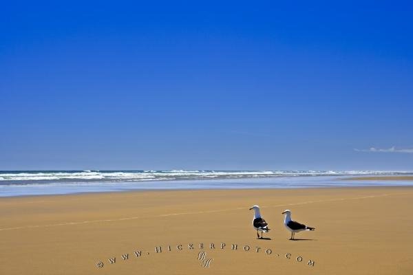 Photo: 
Ripiro Beach Picture Seagulls Tasman Sea New Zealand