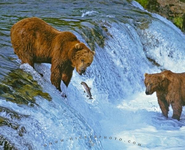 Photo: 
Brown Bears Fishing Brooks Falls Waterfall Alaska