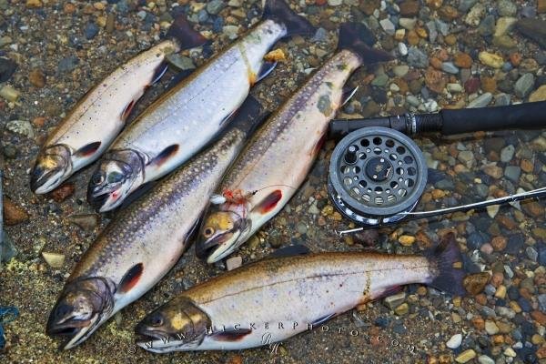 Photo: 
Brook Trout Fish