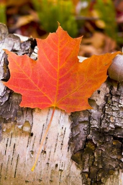 Photo: 
Red Maple Leaf Canadian Symbol