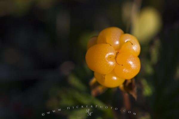 Photo: 
Cloudberry