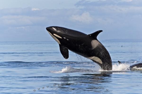 Photo: 
CRW 5010