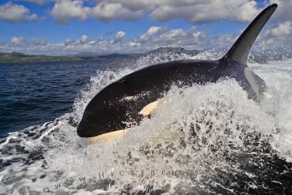 Photo: 
Whale Watching Season