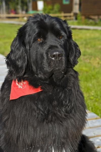 Photo: 
Picture Of A Cute Newfoundland Dog