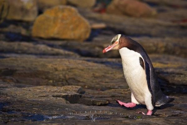 Photo: 
Cute Penguin Picture Catlins Forest South Island NZ