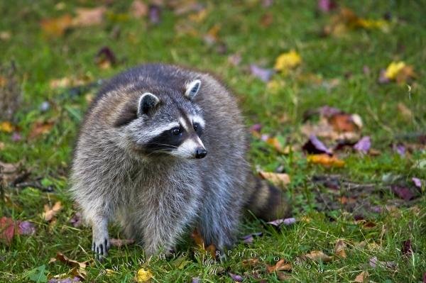 Photo: 
Cute Raccoon Picture Fall Landscape Parc Omega