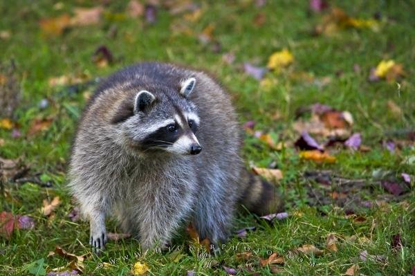 Photo: 
Cute Raccoon Picture Fall Landscape Parc Omega