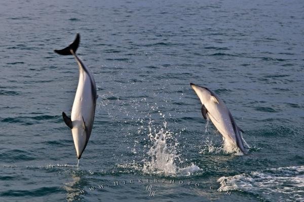 Photo: 
Dusky Dolphin Watching Tour Encounter Kaikoura New Zealand