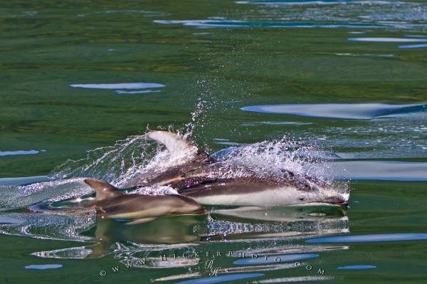 Photo: 
Dolphin Mom with baby