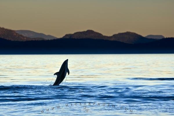 Photo: 
Jumping Dolphin Sunset Scenery Pic