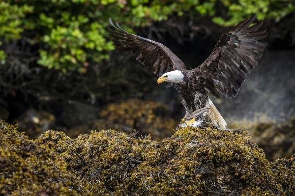 Photo: 
Bald Eagle Eating Seagull